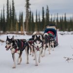 Sleddog: vivere la natura in inverno come veri esploratori