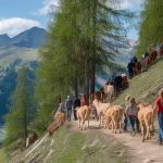 La transumanza: un'antica pratica ancora viva nelle valli alpine