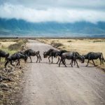 Consigli utili per organizzare un safari in Tanzania