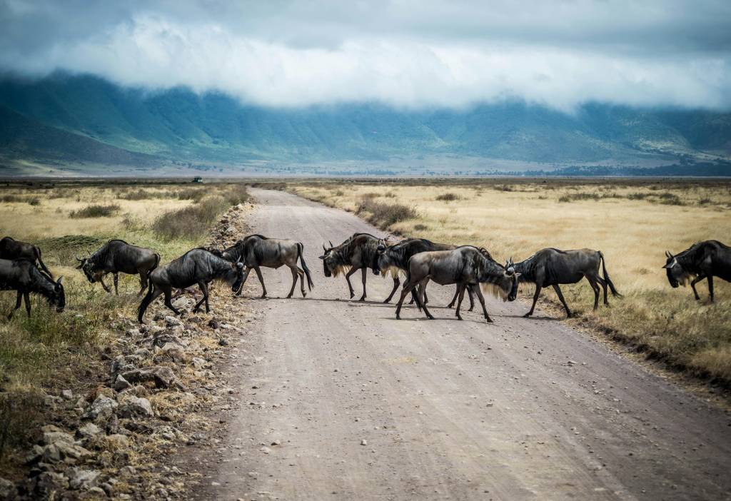 Consigli utili per organizzare un safari in Tanzania