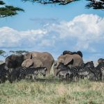 Viaggi in Tanzania: esperienze autentiche tra natura e animali