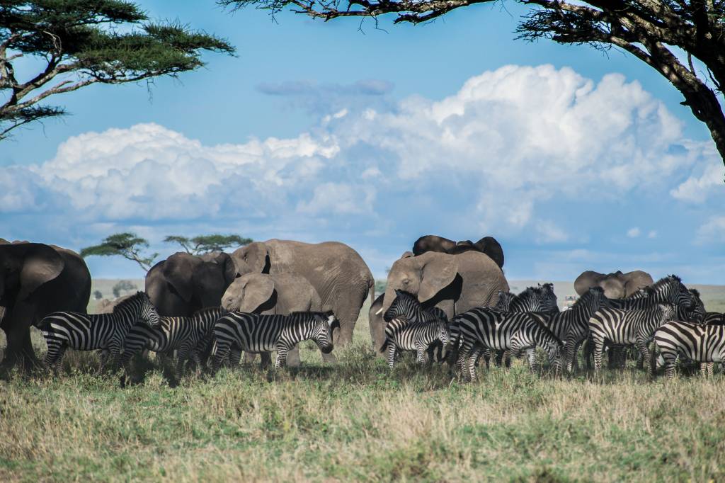 Viaggi in Tanzania: esperienze autentiche tra natura e animali